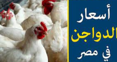 إنخفاض أسعار الدواجن اليوم في السوق يبشر بالخير 5 إنخفاض أسعار الدواجن اليوم في السوق يبشر بالخير