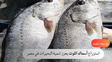 استزراع أسماك اللوت يعزز تنمية البحيرات في مصر 3