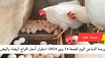 إضافة عنوان فرعي 2024 06 14t174226.103